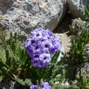 SouthernSierra 335 : SouthernSierra
